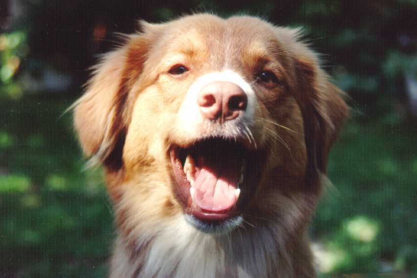Toller Chirly