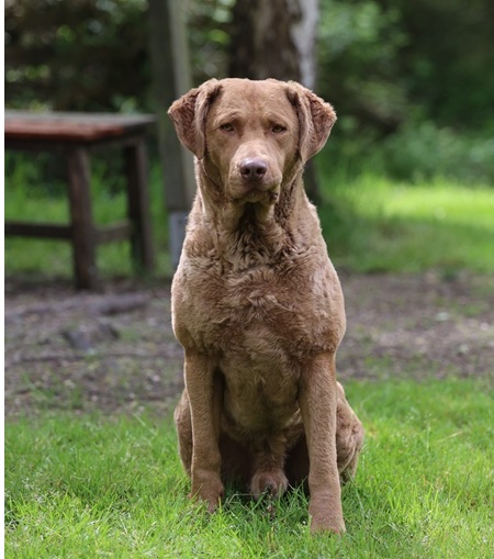 KI-Hund