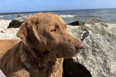 Chessie Ostsee Usedom