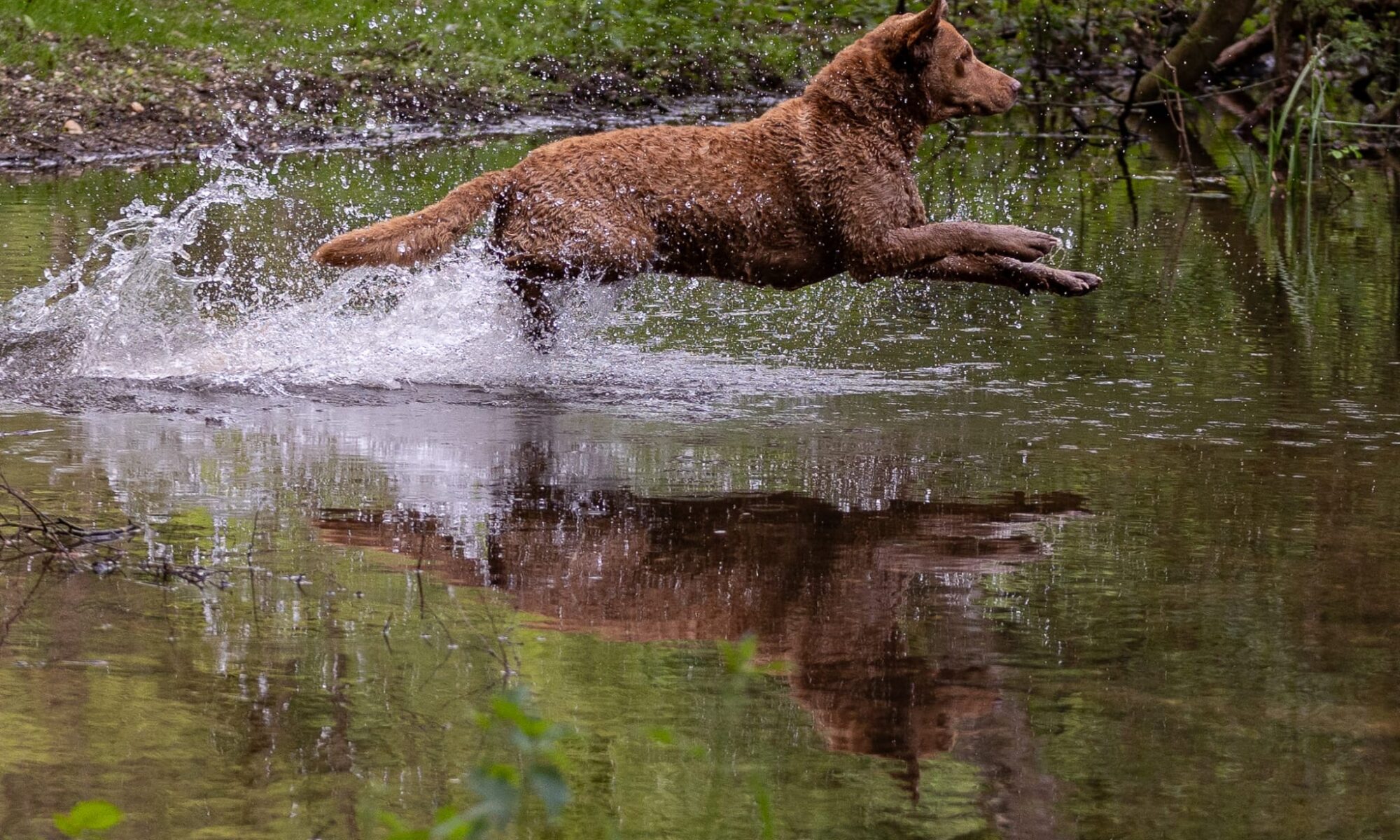 Chessie Waterjump